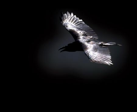 Corbeau