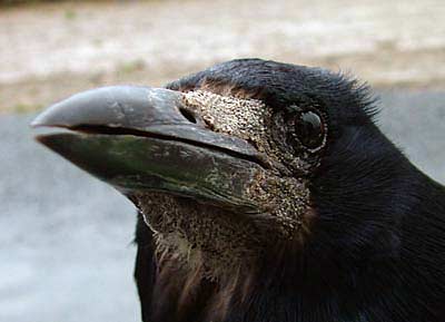 corbeau