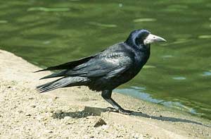 Corbeau