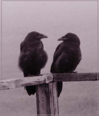 Corbeau