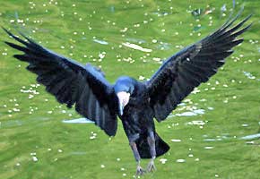 Corbeau