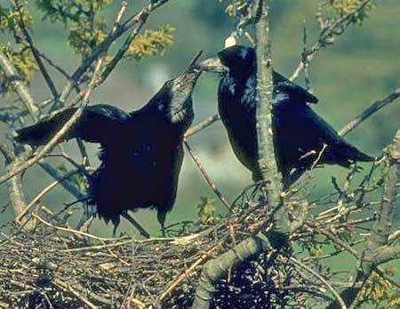 Corbeau