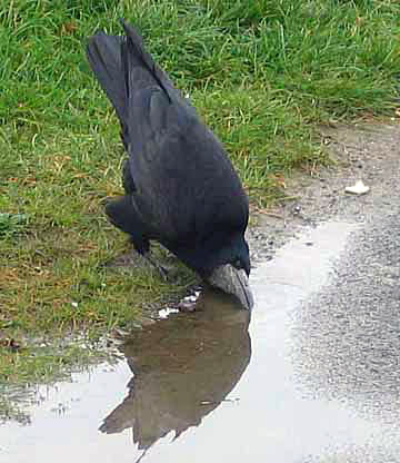 Corbeau