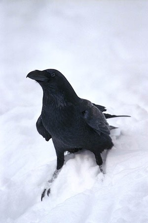 Corbeau